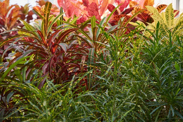 Codiaeum variegatum, Croton, plante au feuillage ornemental coloré. Plante à feuilles caduques dans le jardin botanique . — Photo