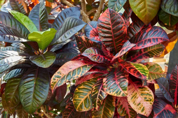 Variegatum Codiaeum, Croton, tanaman dengan dedaunan ornamental berwarna-warni. Deciduous tanaman di kebun botani . — Stok Foto