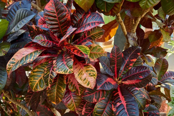 Codiaeum variegatum, Croton, φυτό με πολύχρωμο διακοσμητικό φύλλωμα. Φυλλοβόλο φυτό στον βοτανικό κήπο. — Φωτογραφία Αρχείου