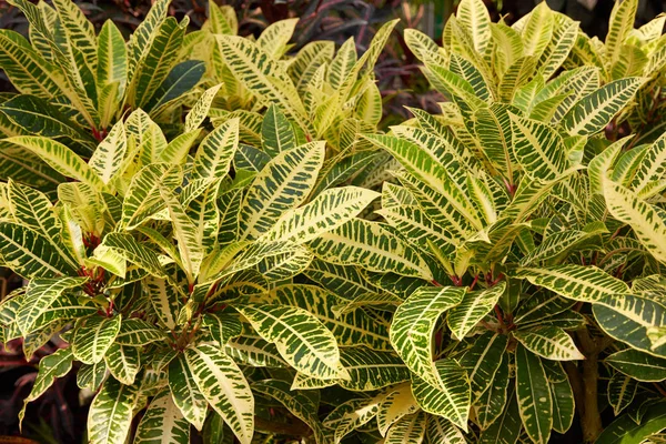 Codiaeum variegatum, Croton, plant met kleurrijk sierblad. Vrome plant in de botanische tuin. — Stockfoto