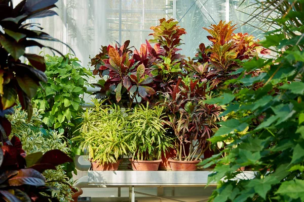 코디아 륨 다양성, 크로톤, 화려 한 장식용 잎 이 있는 식물. 식물원에 있는 낙엽성 식물. — 스톡 사진
