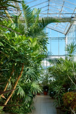 Botanik bahçesinde tropikal, egzotik bitkiler olan bir sera. Botanik bahçesindeki portakallar.