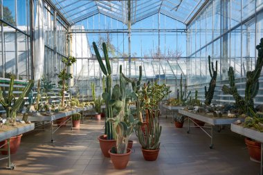 Botanik bahçesinde tropikal, egzotik bitkiler olan bir sera. Botanik bahçesinde kaktüslü portakal..