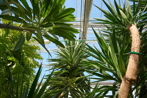 Теплиця з тропічними, екзотичними рослинами в ботанічному саду. Оранжерея в дендропарку . — стокове фото
