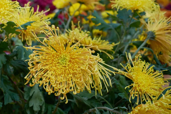 국화, 장엄 한 국화. 가을에는 식물원의 노란 국화를 볼 수있다. 국화 꽃, 가을꽃으로 장식된 가을 꽃다발. — 스톡 사진