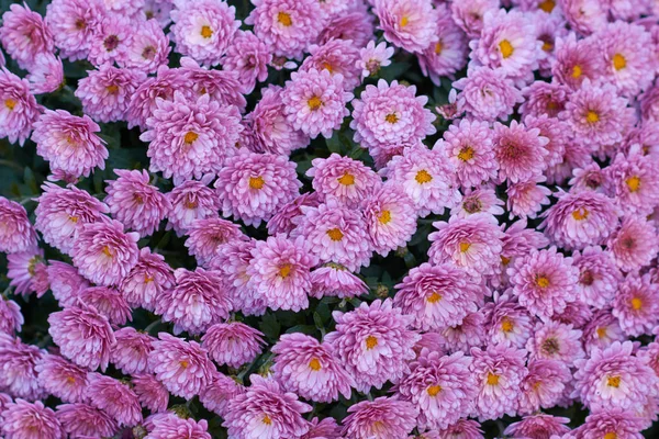 Decorative composition of pink chrysanthemum, autumn bouquet. Magenta chrysanthemum in leaf fall botanical garden. — Stock Photo, Image