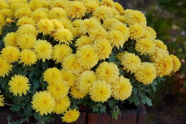 Dekorative Komposition aus gelben Chrysanthemen, Herbststrauß. Goldene Chrysantheme im botanischen Garten im Herbst. — Stockfoto