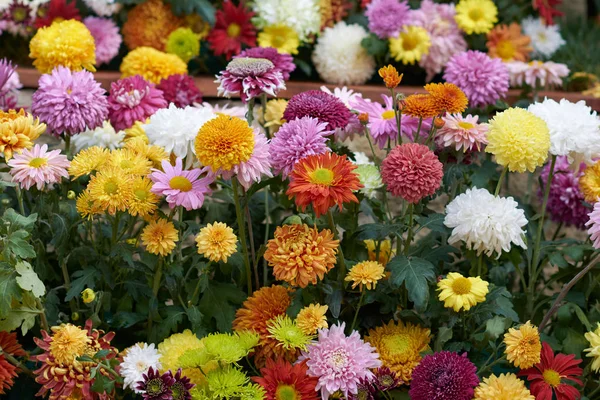 Decoratieve samenstelling van verse chrysant bloemen, herfst boeket. Decoratief design met kleurrijke bloemen van chrysanten. Veelkleurige chrysanten in de herfst botanische tuin — Stockfoto