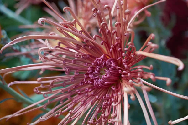 Chrysanthemum grandiflorum. Decorative composition of pink chrysanthemum flowers, autumn bouquet. Red chrysanthemum in autumn botanical garden. — Stock Photo, Image