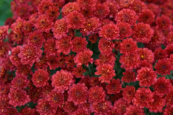 Dekorativní složení červené chryzantémy, podzimní kytice. — Stock fotografie