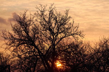 Gün batımında gökyüzü arka planında ağaç silueti. Gün batımında yapraksız ağaç dalları.