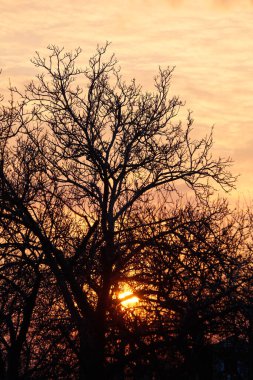 Gün batımında gökyüzü arka planında ağaç silueti. Gün batımında yapraksız ağaç dalları.