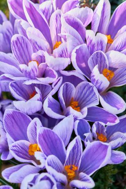 Violet Crocuses - Iris ailesinin küçük, ilkbahar çiçekli bitkisi.