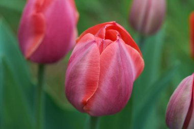 Bahar bahçesinde kırmızı laleler. Botanik bahçesi. Taze, kırmızı yapraklı canlı laleler..