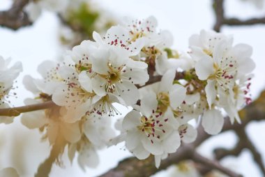 Tatlı beyaz çiçekler açan armut ağacı, bahar bahçesinde armut. Çiçek açan meyve ağacı.