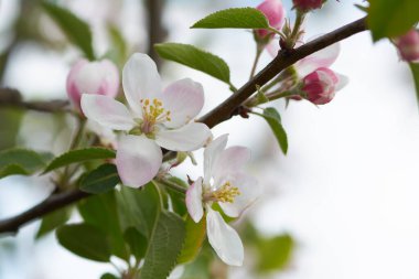 Tatlı pembe çiçekler açan elma ağacı, bahar bahçesinde elma. Çiçek açan meyve ağacı.
