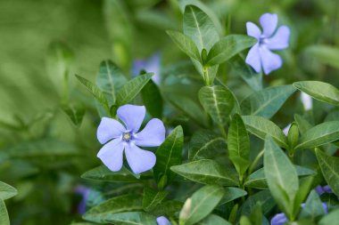 Mavimsi çiçekli, her zaman yeşil olan bitki. Bahar bahçesindeki mavi çiçekler Vinca. Toprak örtüsü fabrikası.