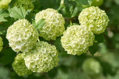 Bahar bahçesinde beyaz viburnum kartopu çiçekleri. Guelder gül bulvarı de neige.