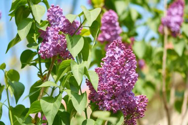 Bahar bahçesinde mis kokulu bahar çiçekleri.