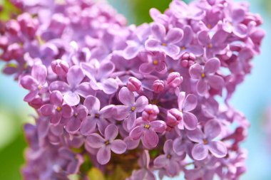 Bahar bahçesinde mis kokulu bahar çiçekleri.