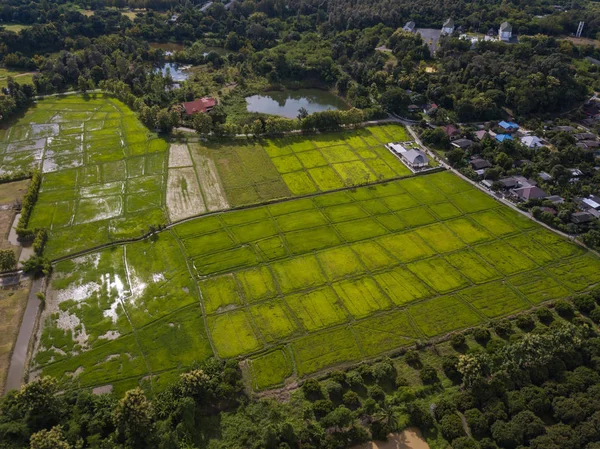 Tayland 'ın Chaing Mai bölgesindeki yeşil çeltik pirinç tarlalarının uçan insansız hava aracı görüntüsü.