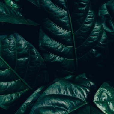 Yeşil yapraklardan oluşan yaratıcı bir düzen