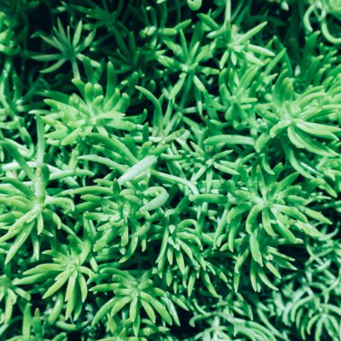 Yeşil yapraklardan oluşan yaratıcı bir düzen