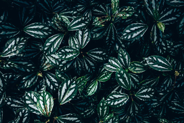 Креативная компоновка из зеленых листьев
