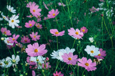 Dağdaki çiçek tarlası 