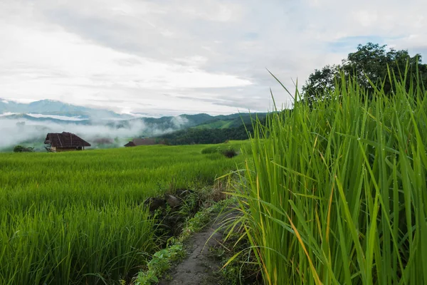 Top view of the rice paddy fields in northern Thailand