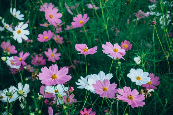 Dağdaki çiçek tarlası 