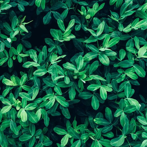 Yeşil yaprakları yapılmış yaratıcı düzeni. Düz yatıyordu. Doğa kavramı