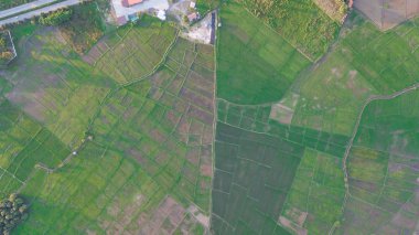 Kuzey Tayland 'daki çeltik tarlalarının en üst manzarası