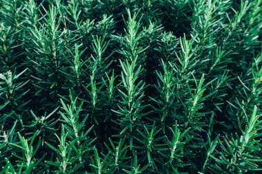 Yeşil yaprakları yapılmış yaratıcı düzeni. Düz yatıyordu. Doğa kavramı