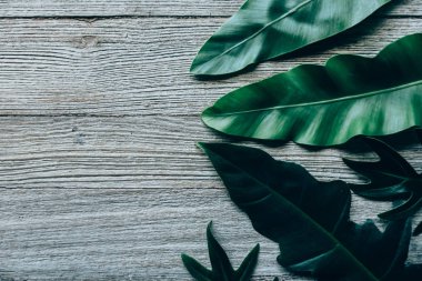 Yeşil yaprakları yapılmış yaratıcı düzeni. Düz yatıyordu. Doğa kavramı