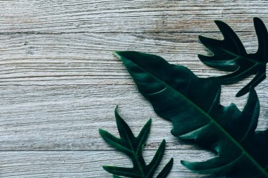 Yeşil yaprakları yapılmış yaratıcı düzeni. Düz yatıyordu. Doğa kavramı