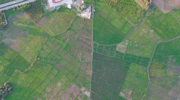 Kuzey Tayland 'daki çeltik tarlalarının en üst manzarası