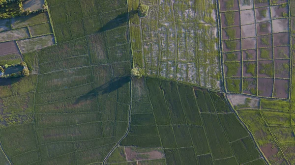 Kuzey Tayland 'daki çeltik tarlalarının en üst manzarası