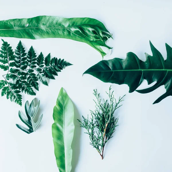 Yeşil yaprakları yapılmış yaratıcı düzeni. Düz yatıyordu. Doğa kavramı