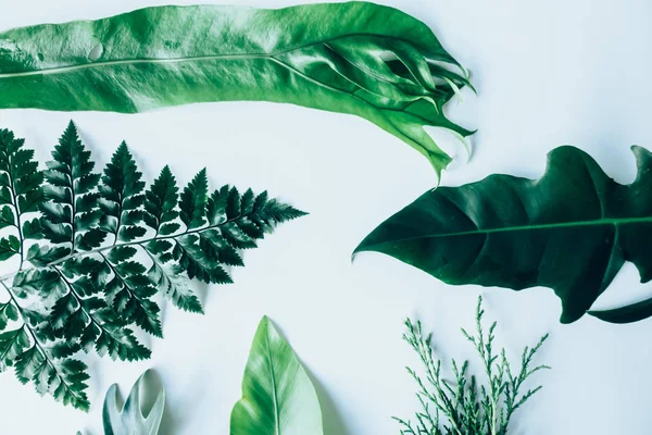 Yeşil yaprakları yapılmış yaratıcı düzeni. Düz yatıyordu. Doğa kavramı