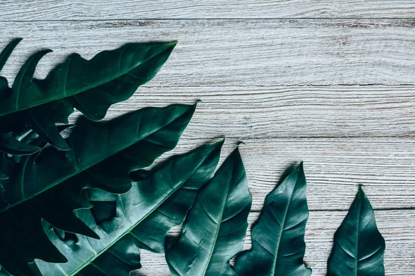 Yeşil yaprakları yapılmış yaratıcı düzeni. Düz yatıyordu. Doğa kavramı