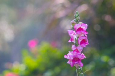 Parlak bir atmosferi olan güzel bir sabah. Güzel çiçeklerle