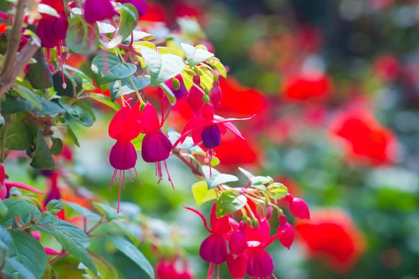 Piękny Poranek Jasną Atmosferą Pięknymi Kwiatami — Zdjęcie stockowe