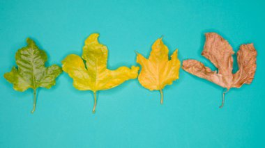 Yapraklar, doğa konsepti.