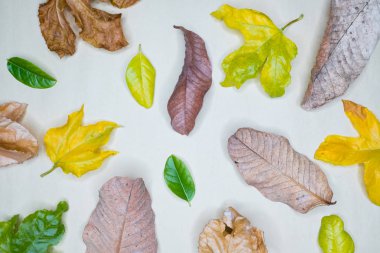 Yapraklardan oluşan yaratıcı düzen, doğa konsepti.