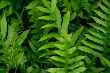 Yeşil yaprakları, doğa kavramı yapılmış yaratıcı düzeni