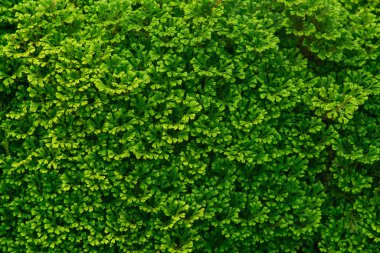 Yeşil yaprakları, doğa kavramı yapılmış yaratıcı düzeni