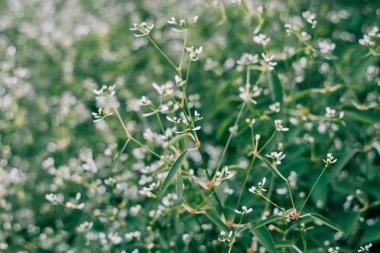 Parlak bir atmosferi olan güzel bir sabah. Güzel çiçeklerle