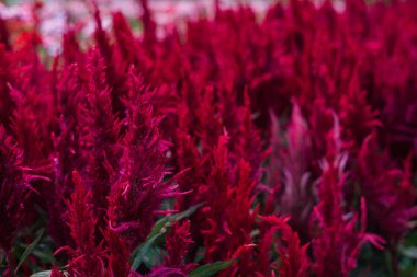 Parlak bir atmosferi olan güzel bir sabah. Güzel çiçeklerle