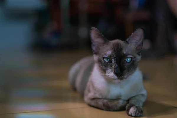 Gato Ficar Sozinho Casa Solitário — Fotografia de Stock